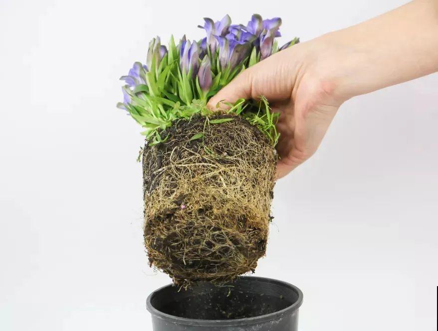 天冷才开的龙胆花，爆了上百朵，零度之下照样美！