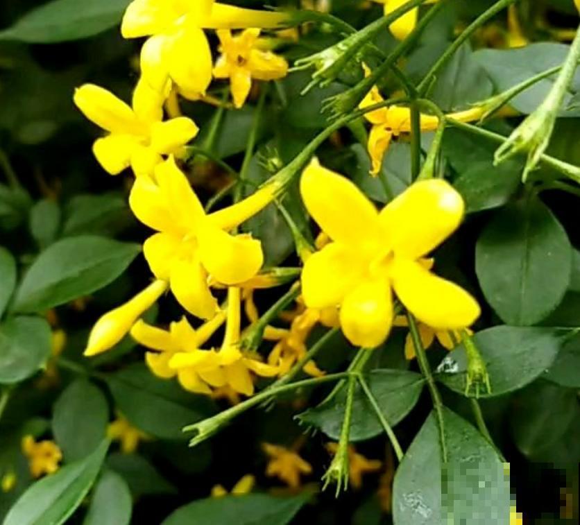 迎夏花你听过吗?认错了多年,终于能分清啦! 迎夏花你听过吗?认错了多年,终于能分清啦!