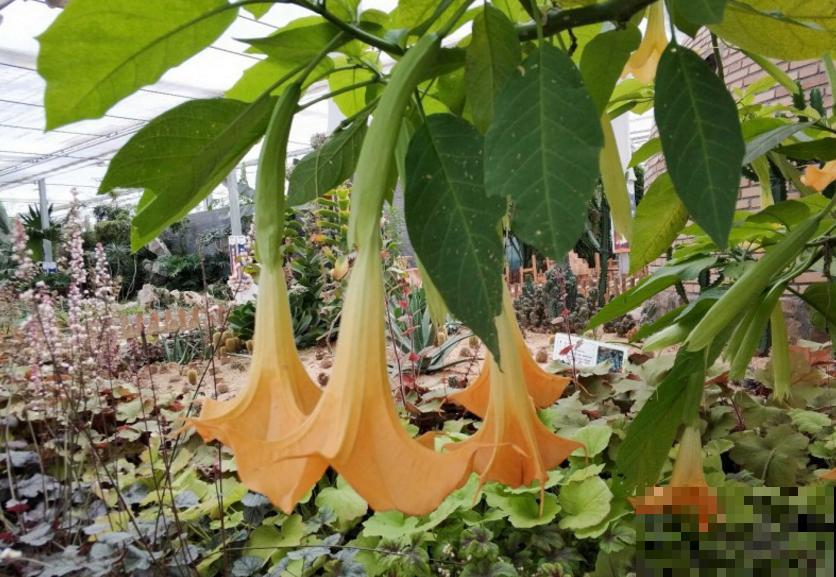 美艳毒辣的曼陀罗，一不小心就中毒，人人看了绕路走！