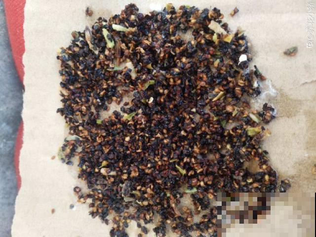 秋分后，绿化带捡种子，回家撒土里就活！