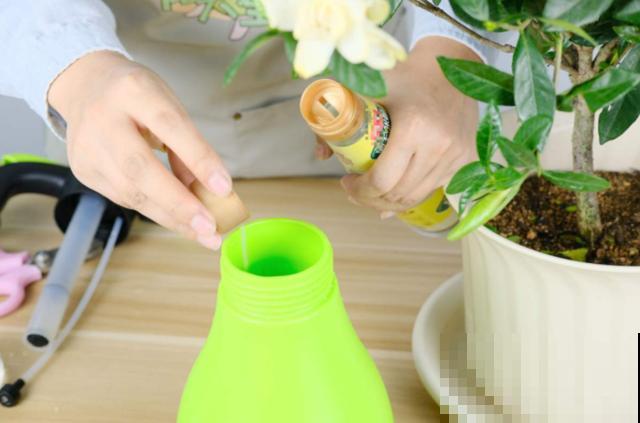 调味品也能养花，用水兑一兑、喷一喷，花朵长疯了！