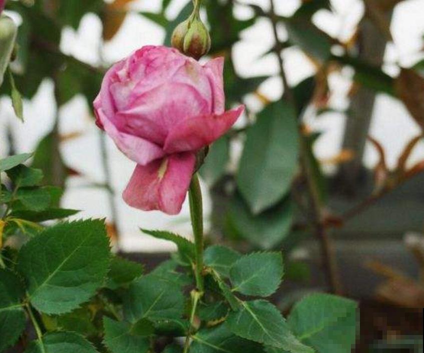 月季丑巴巴，不怪它，养护有问题，咋养也丑！