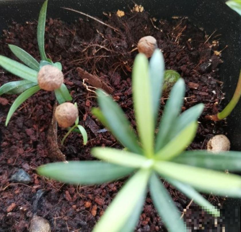 罗汉松盆景有气势，剪根枝条就能养，省钱省到家！