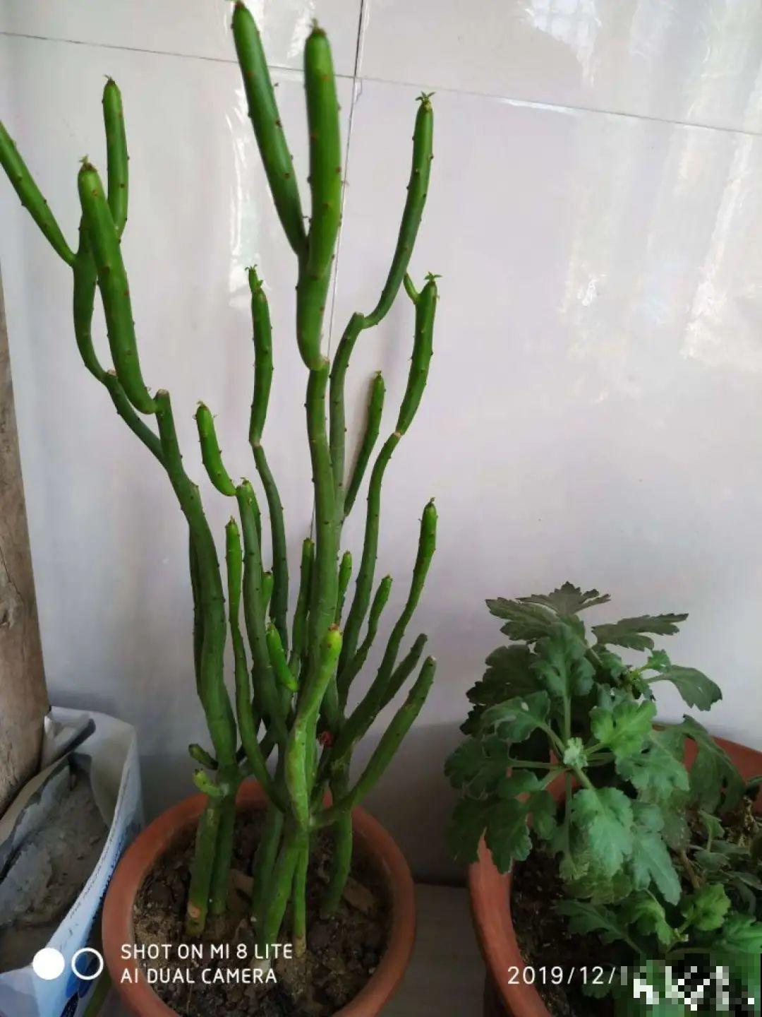 15种镇宅花，家里摆一盆，镇宅旺运超霸气！