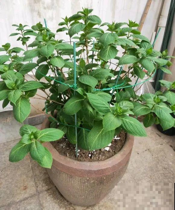 人家拆迁，我捡宝贝，花盆大缸……随便拿！