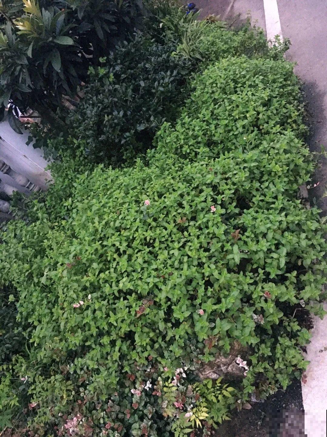 救命！入侵植物爬进院子，三年都杀不完！