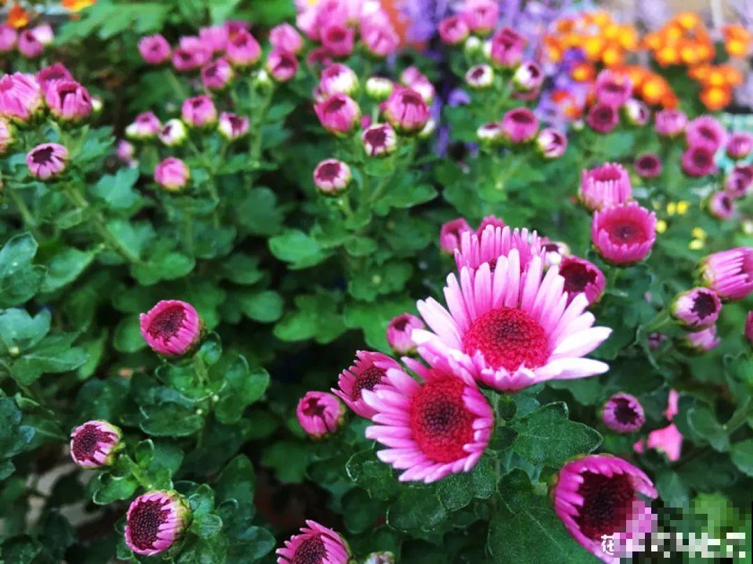 3种开花机器，喷点药水，杆子上全是花！