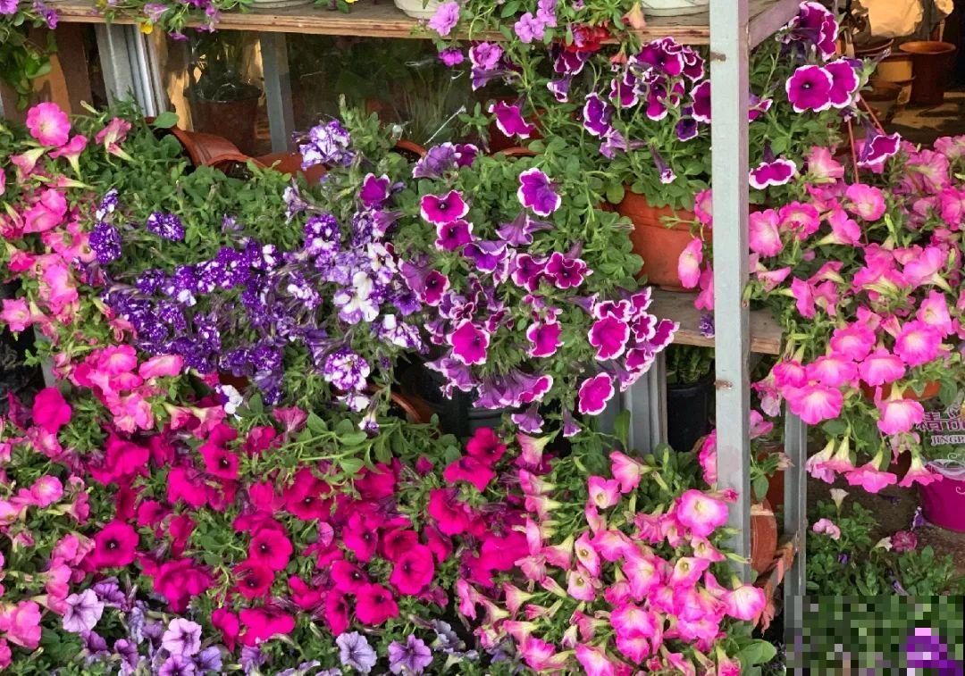 逛花市必买的花，十月入手刚刚好，不买亏大了！