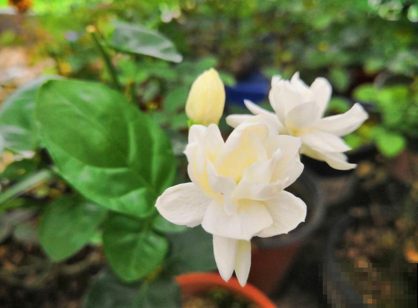 花茶不要乱配，不分清种类，一不小心就中毒啦！