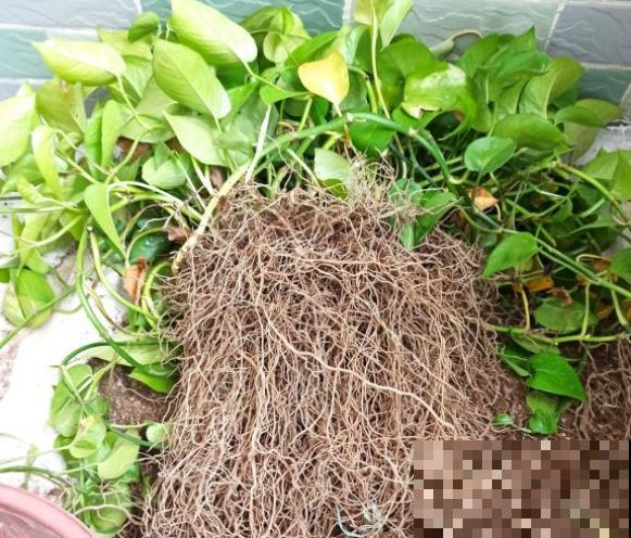 3种花不能总浇水，浇水越多越坏事，快停下来！