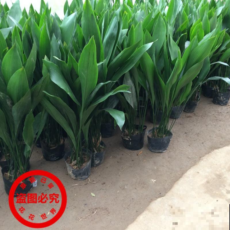 4种植物既能观赏，又能吸收“废气”，简直是家庭小能手！