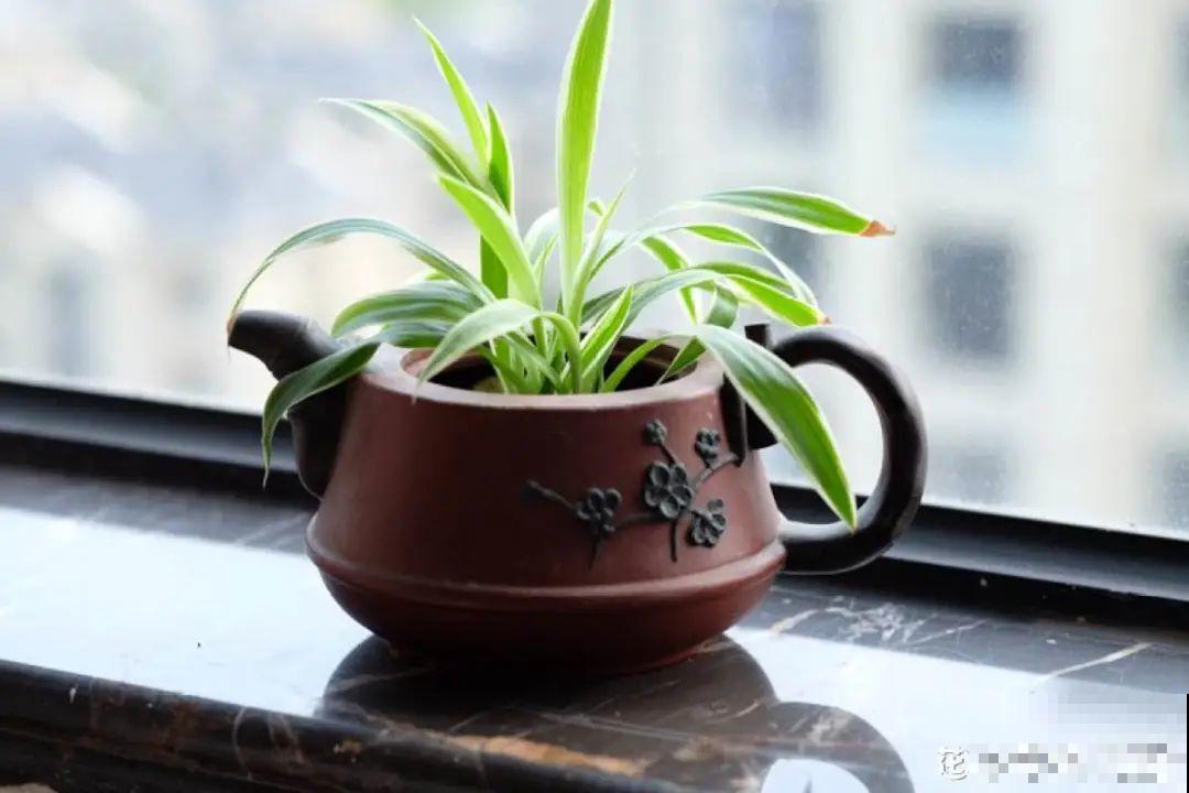 人家拆迁，我捡宝贝，花盆大缸……随便拿！