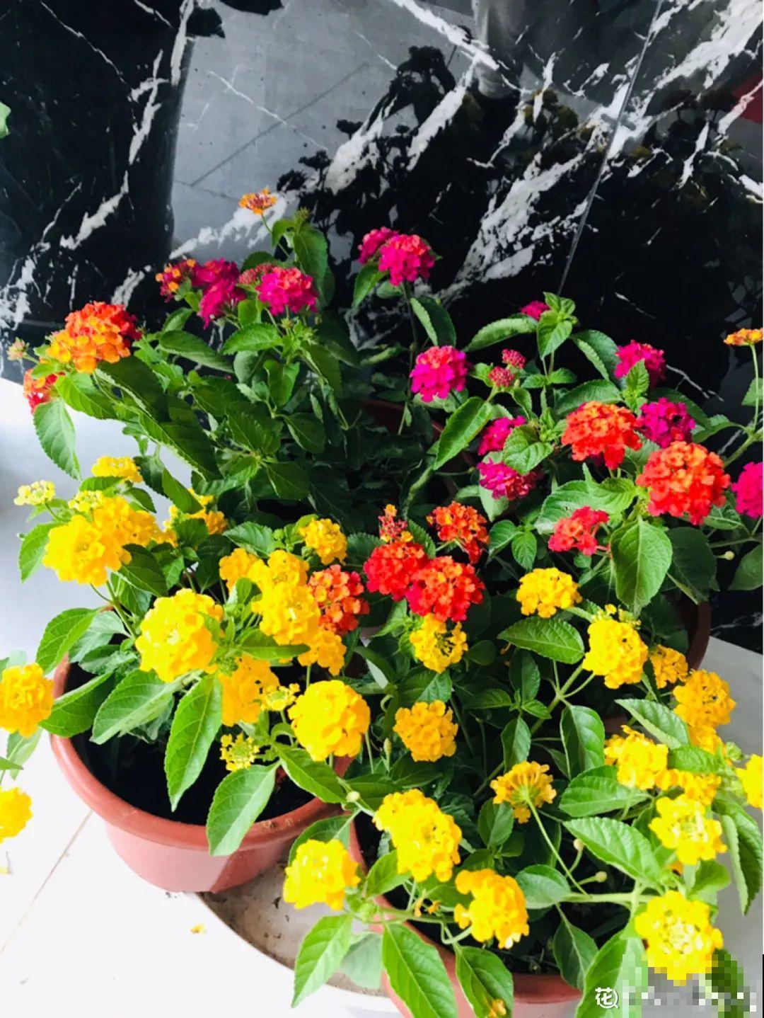 1种花叫大花犀角，闻久了头晕，家里养要小心！