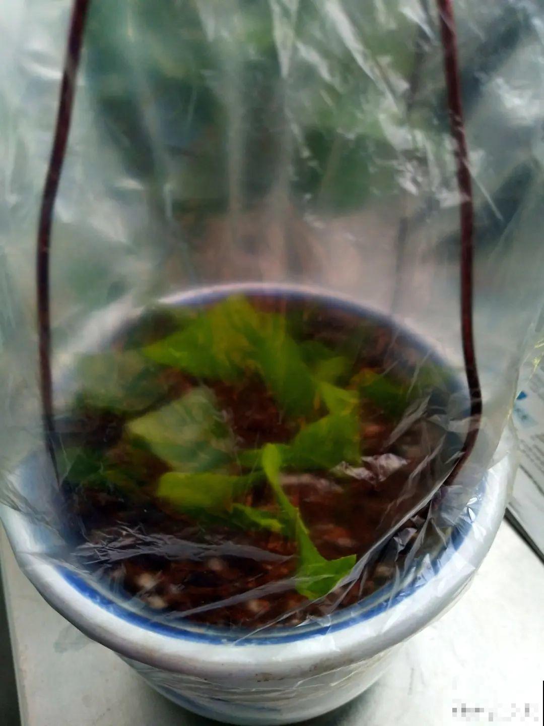 冬天扦插，只用一张塑料薄膜，就能长出小嫩芽