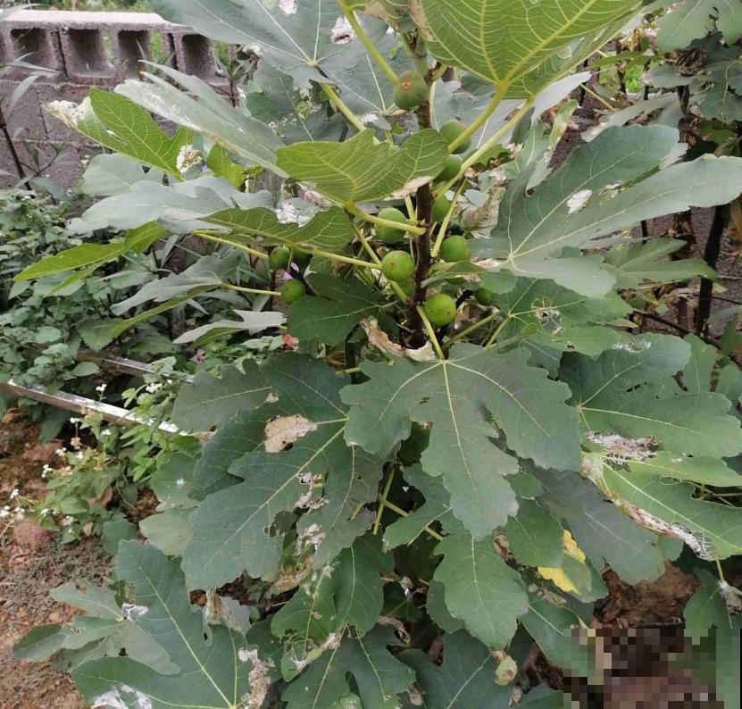 想吃无花果别着急,学会嫁接,一根枝条变一树果子! 想吃无花果别着急,学会嫁接,一根枝条变一树果子!