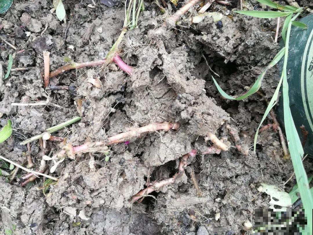 救命！入侵植物爬进院子，三年都杀不完！