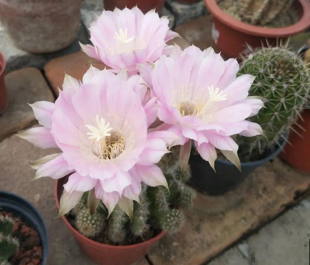 想省心就养这些花,没有病虫害,就爱开花! 想省心就养这些花,没有病虫害,就爱开花!