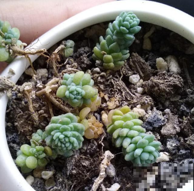 这种多肉就欠晒,越晒越上色,五彩斑斓美爆了! 这种多肉就欠晒,越晒越上色,五彩斑斓美爆了!