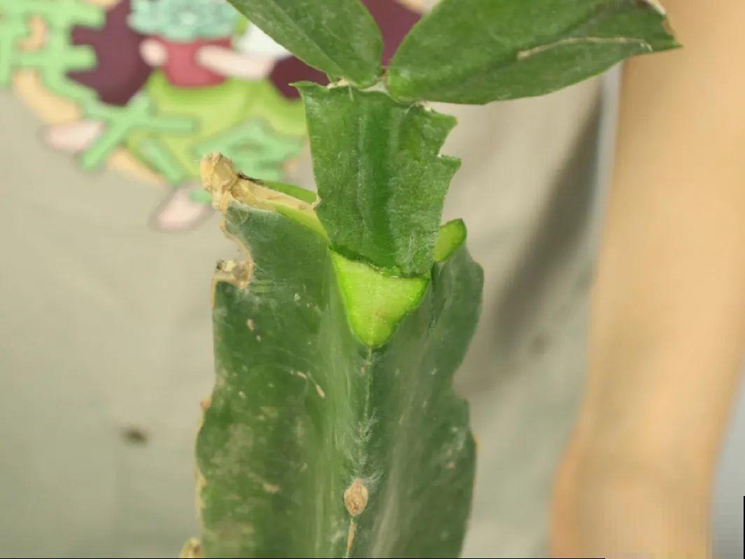 养了18年的仙人指，开花冲房顶，绝对是传家宝！