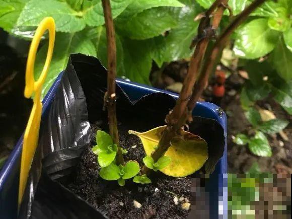 离家半个月，回来花全死了，别扔，还有救！