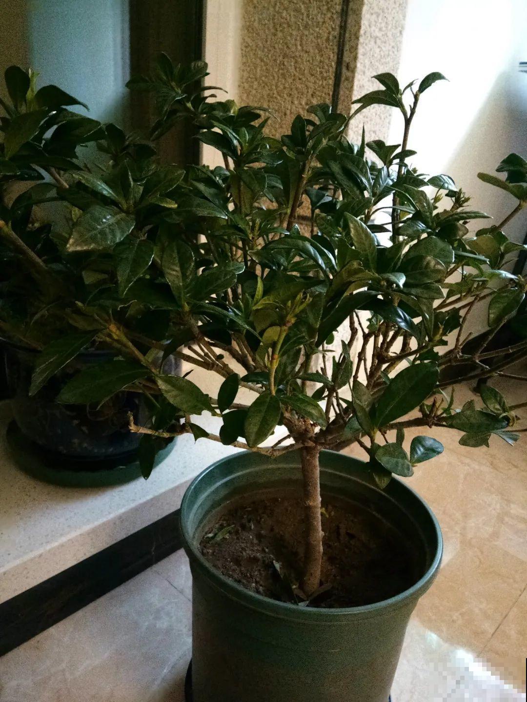 叶子被狗啃光了,还能不能活?糟心! 叶子被狗啃光了,还能不能活?糟心!