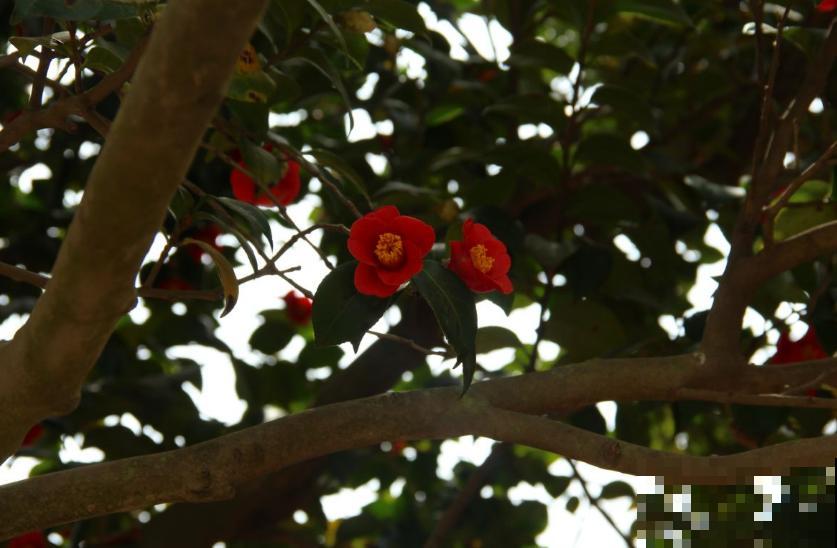 茶花疏蕾有讲究，时间、方法都不能随意，快学一学！