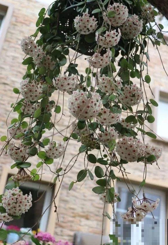 想省心就养这些花，没有病虫害，就爱开花！