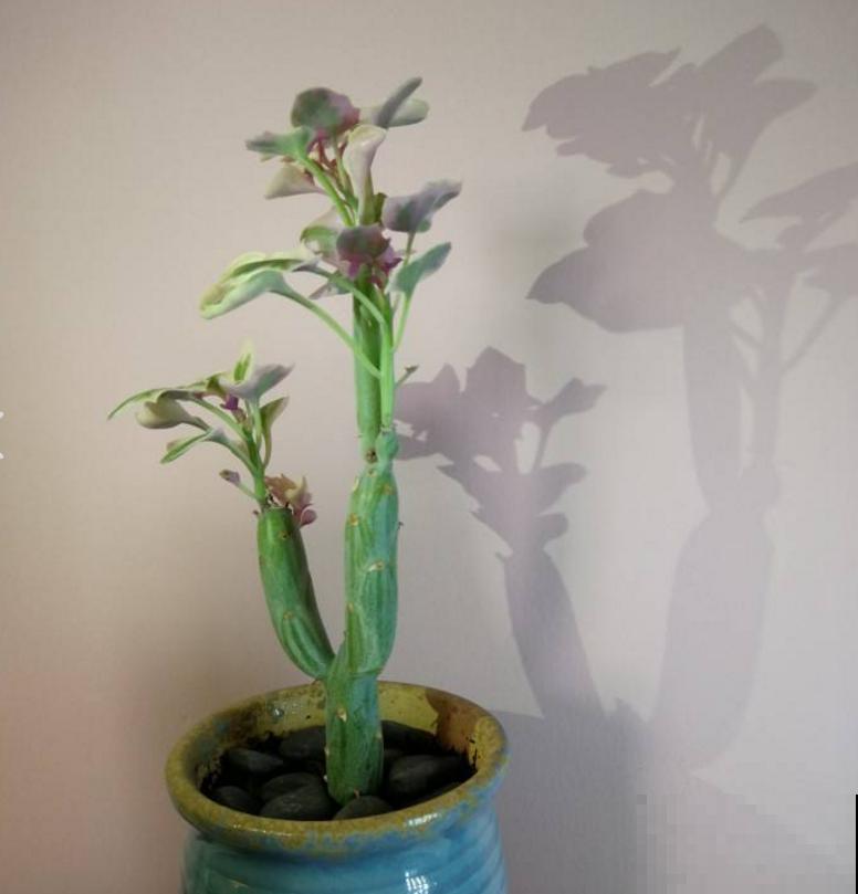 秋天养棵七宝树，长得像黄瓜，冬天开出小黄花！