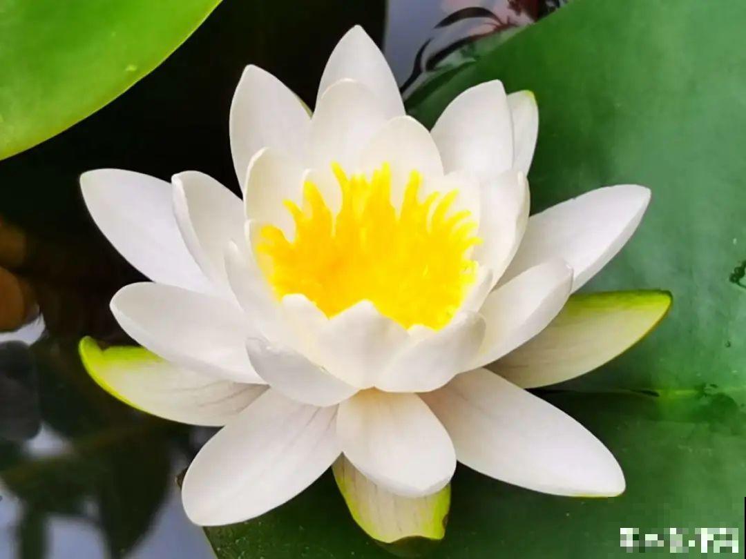 你在哪个城市，最适合养的花就是它！