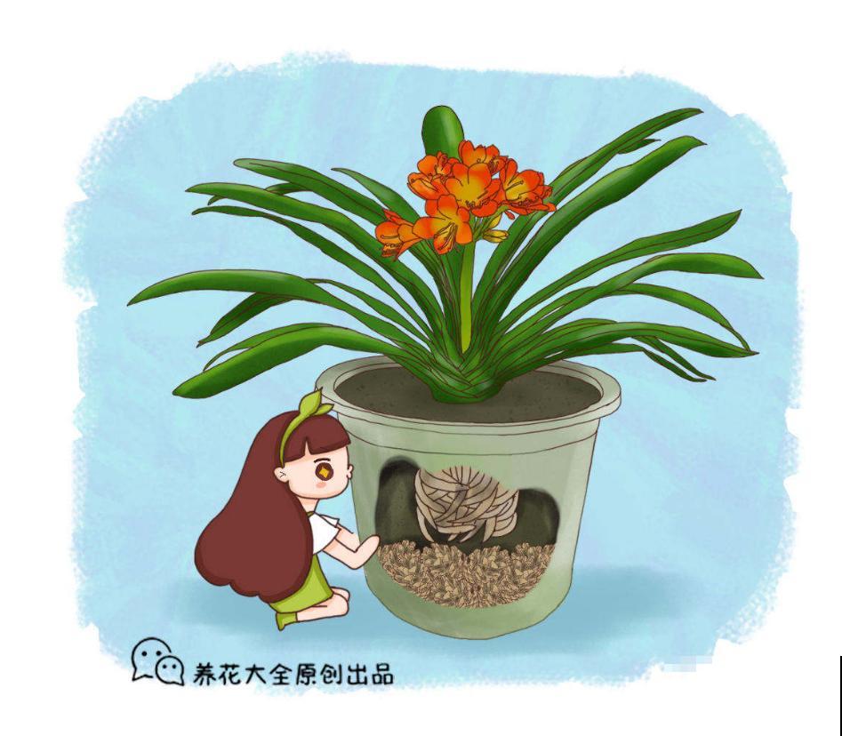 君子兰烂根不可怕，早判断，早防治，判断方法看这里！