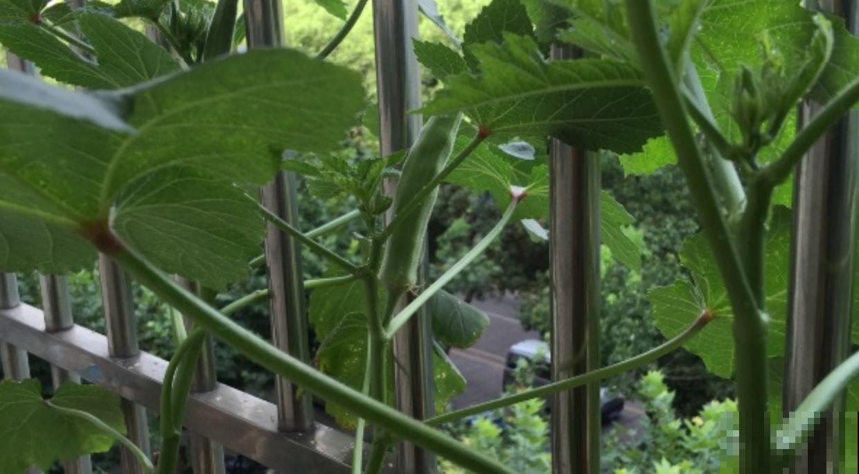 阳台种秋葵结果少？时间挑错了，合适的播种时间很重要！