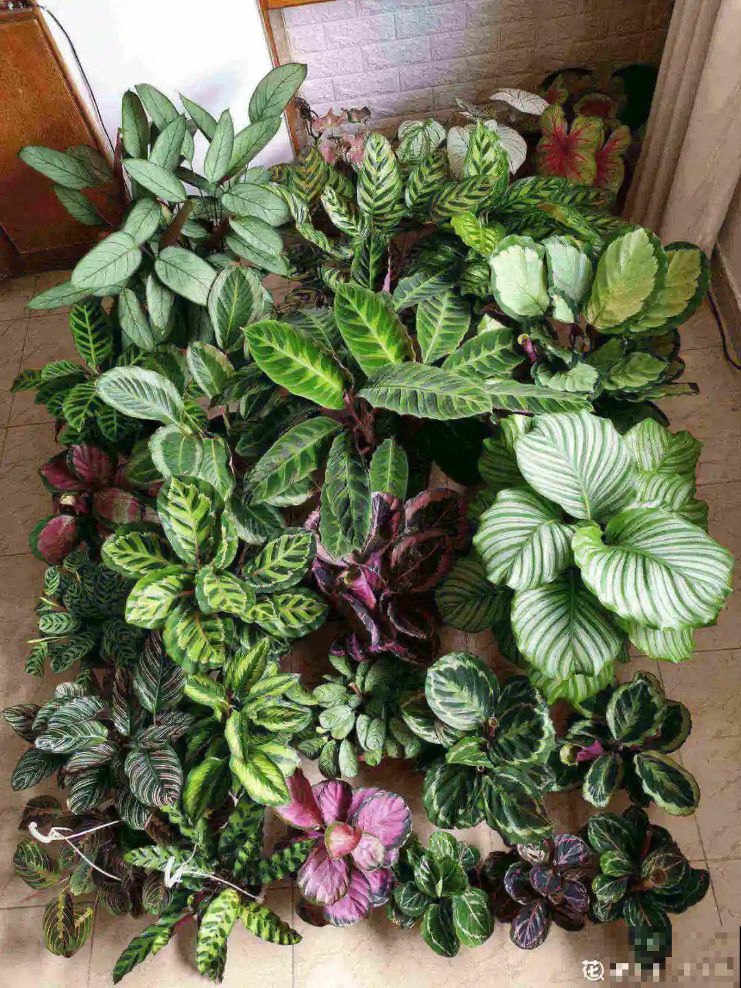 11月,千万别买这种花,养不活惹一肚子气! 11月,千万别买这种花,养不活惹一肚子气!