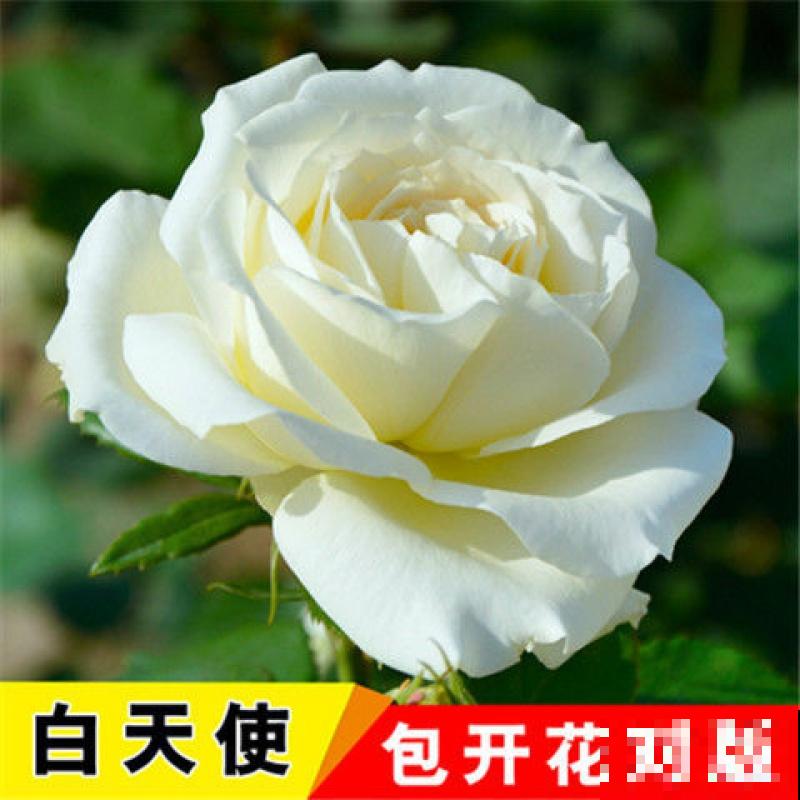 卧室植物别乱选,放几盆吊兰,净化空气超厉害! 卧室植物别乱选,放几盆吊兰,净化空气超厉害!