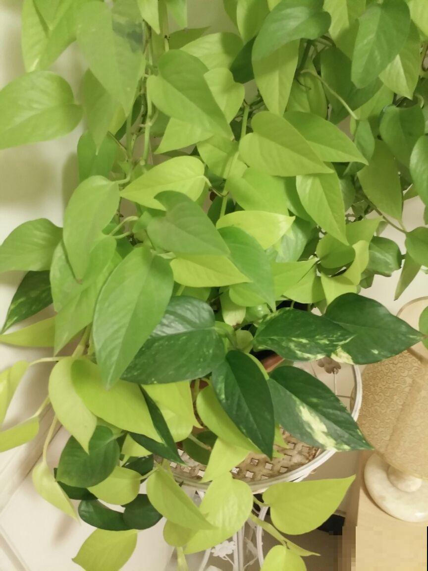 9种叶子花比花还美,叶子像油画,还特耐阴! 9种叶子花比花还美,叶子像油画,还特耐阴!