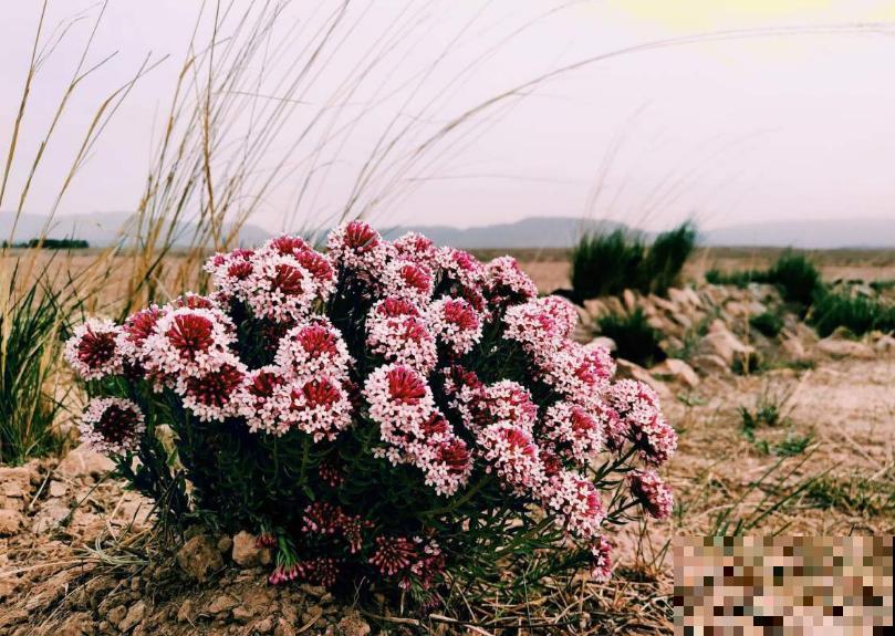 令人闻风丧胆的狼毒花，一身毒性，常用来做杀虫剂！