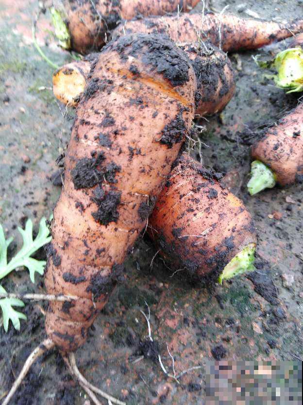 3种胡萝卜不能要，菜贩子自己都不吃，很多人还在买