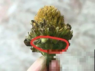 秋分后，绿化带捡种子，回家撒土里就活！