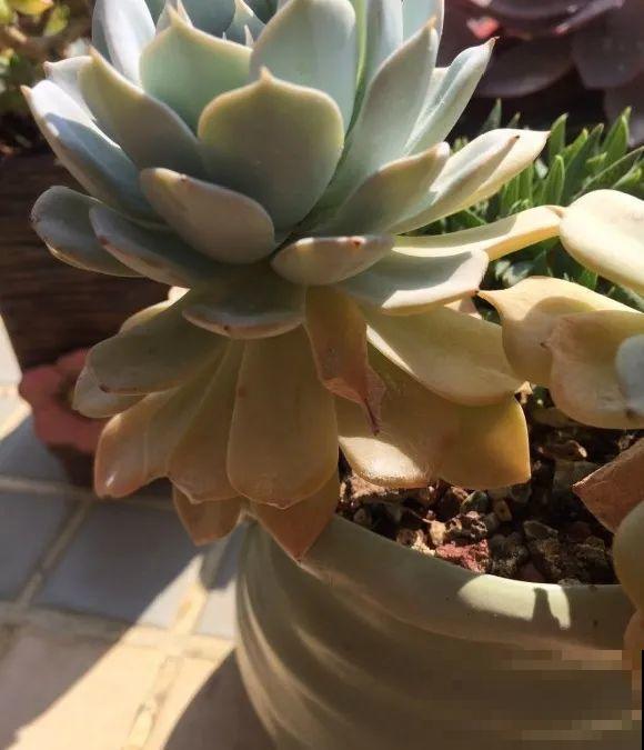 养花叶子突然发黄，赶紧救，还有希望！