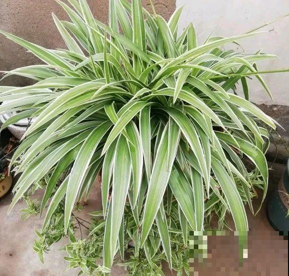 特欠剪的花,越剪越好看,花开不断! 特欠剪的花,越剪越好看,花开不断!