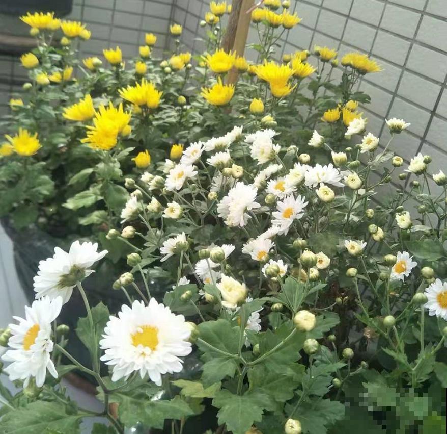 天冷要养生，这2种花茶没喝过，不算合格的“养生人”！