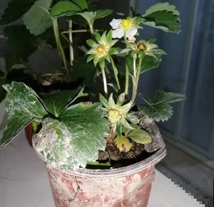 秋天定植盆栽草莓，养一养，过不了多久就挂果，馋！