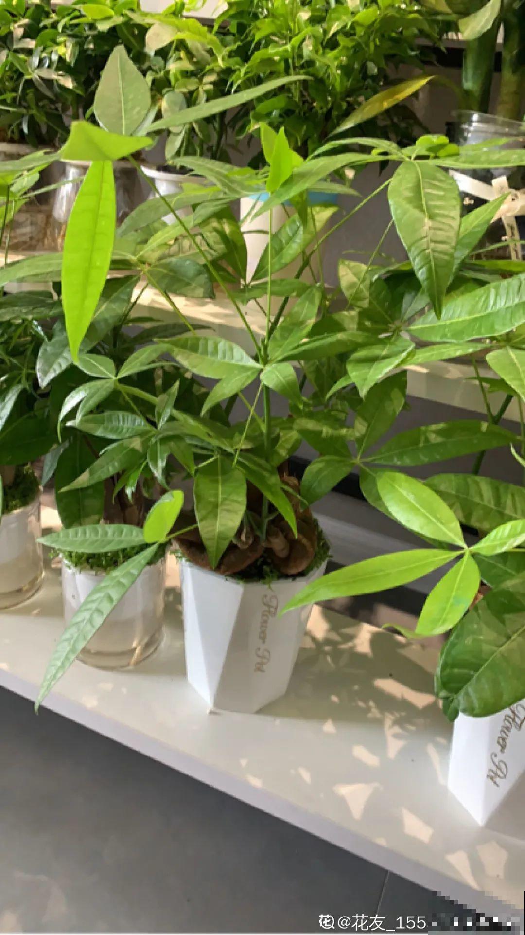 被拉进黑名单的花，再便宜也不买了，真浪费钱