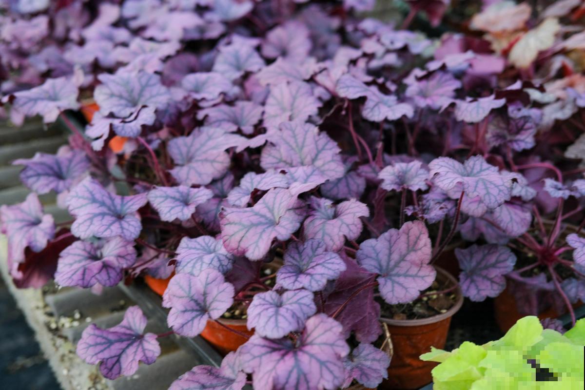 9种叶子花比花还美,叶子像油画,还特耐阴! 9种叶子花比花还美,叶子像油画,还特耐阴!