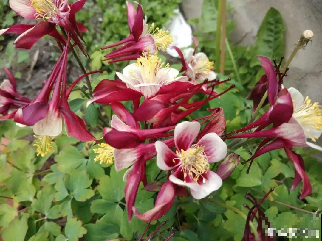 50种冬天开花植物,天冷了,照样冒花苞! 50种冬天开花植物,天冷了,照样冒花苞!