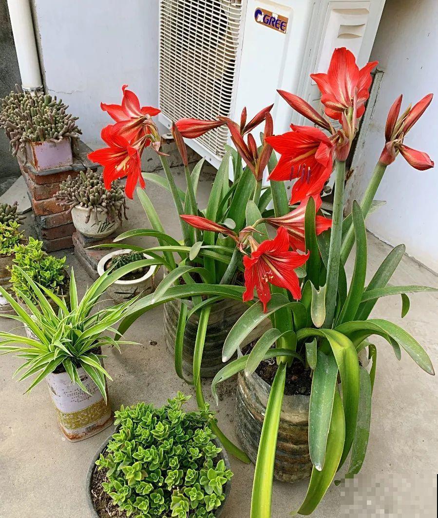 不敢用淘米水了,浇完花就死,土里都是虫! 不敢用淘米水了,浇完花就死,土里都是虫!