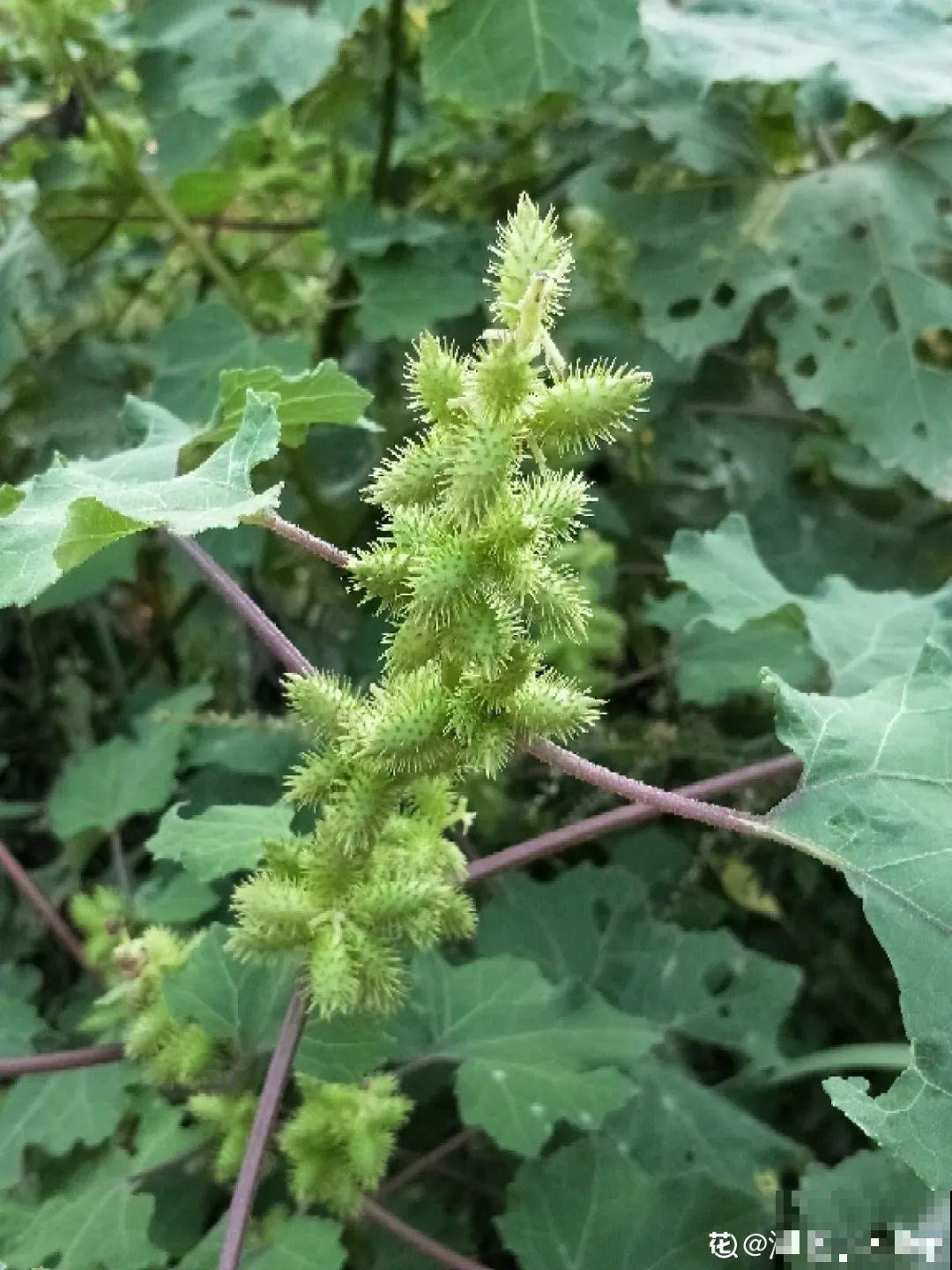 50种小时候常见的野草，现在几乎见不到了