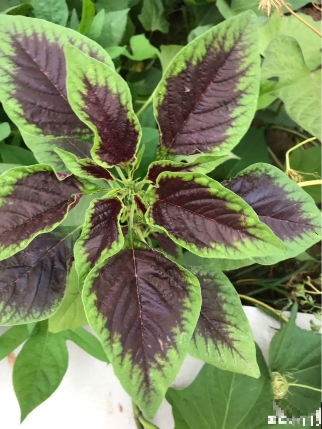 7种花,是天然染色剂,在古代非常名贵! 7种花,是天然染色剂,在古代非常名贵!