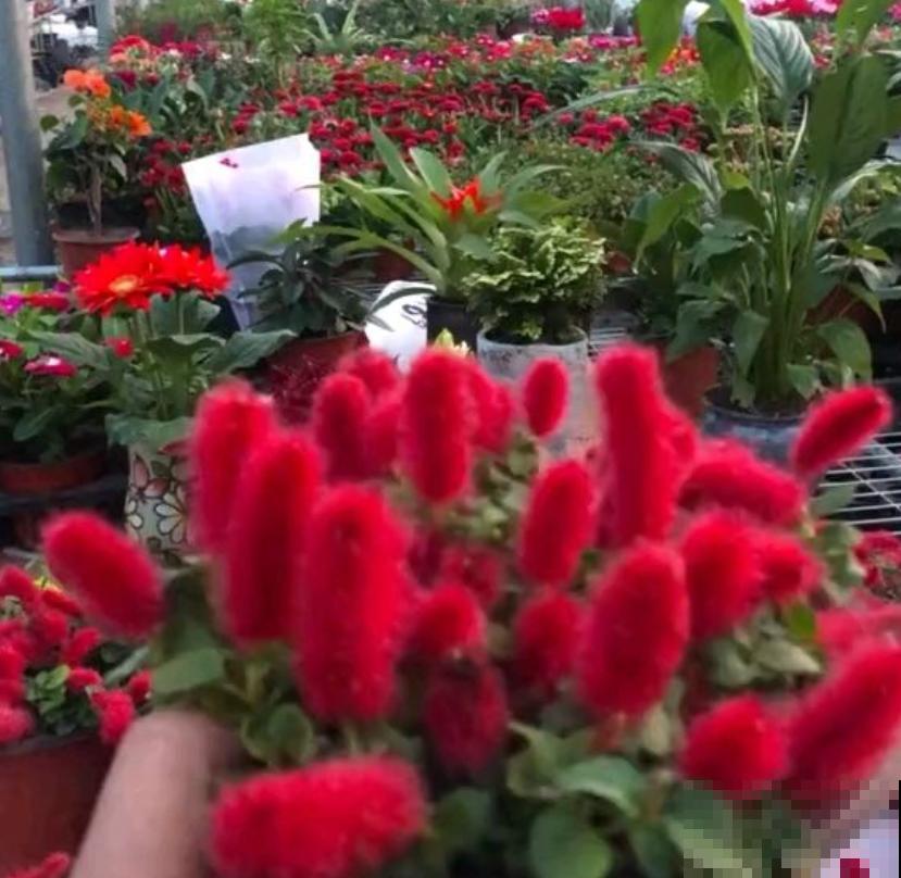 伪装在花卉圈的“猫咪”，红彤彤，毛绒绒，爱猫人士必养！