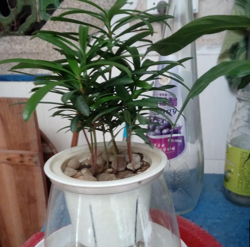 罗汉松盆景有气势，剪根枝条就能养，省钱省到家！