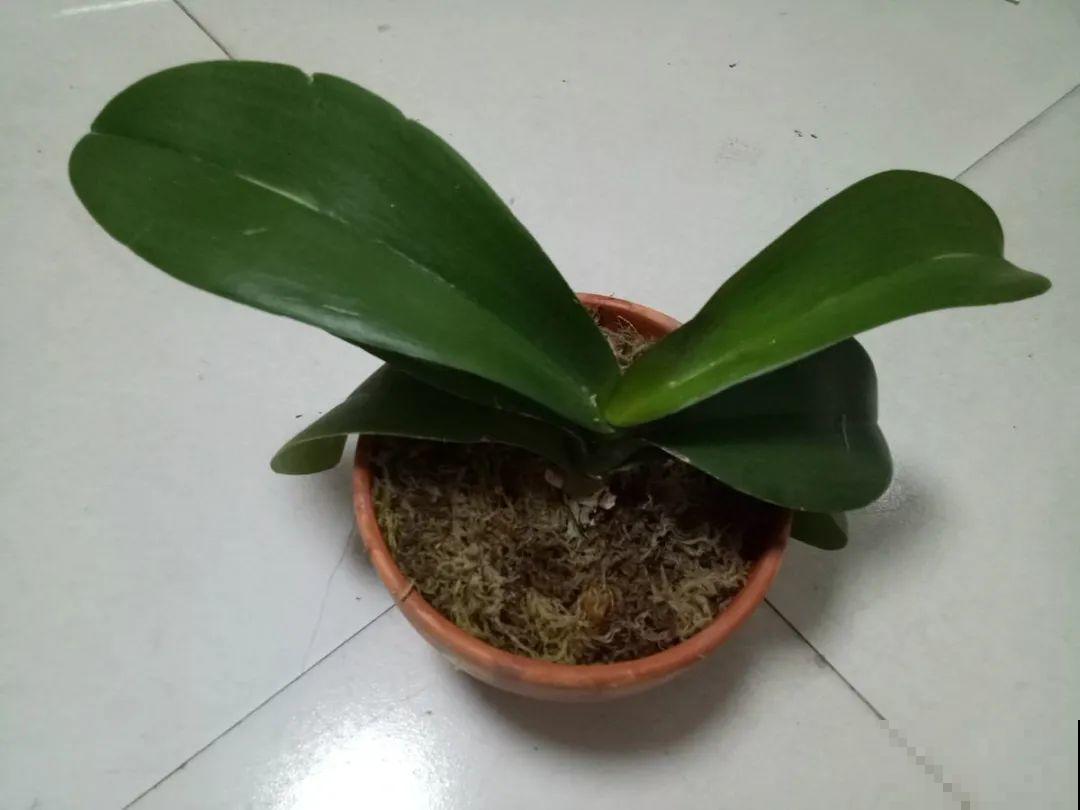 10月养花掐一掐,掐完就来花,盆都塞不下! 10月养花掐一掐,掐完就来花,盆都塞不下!